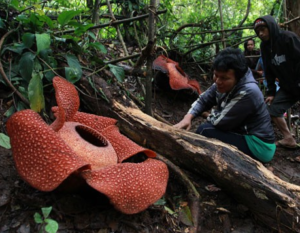 raflesia bunga bengkulu Lembaga Studi Informasi 