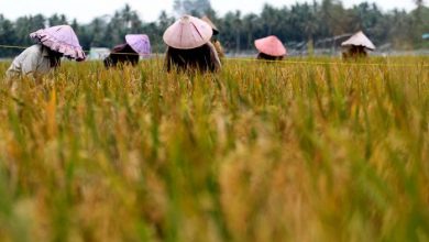 Indonesia 2045, Antara Lumbung Pangan Dunia dan Krisis Pangan